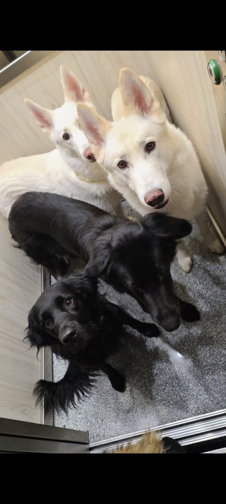 Familiäre Hundebetreeung