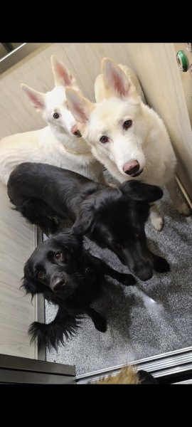 Familiäre Hundebetreeung