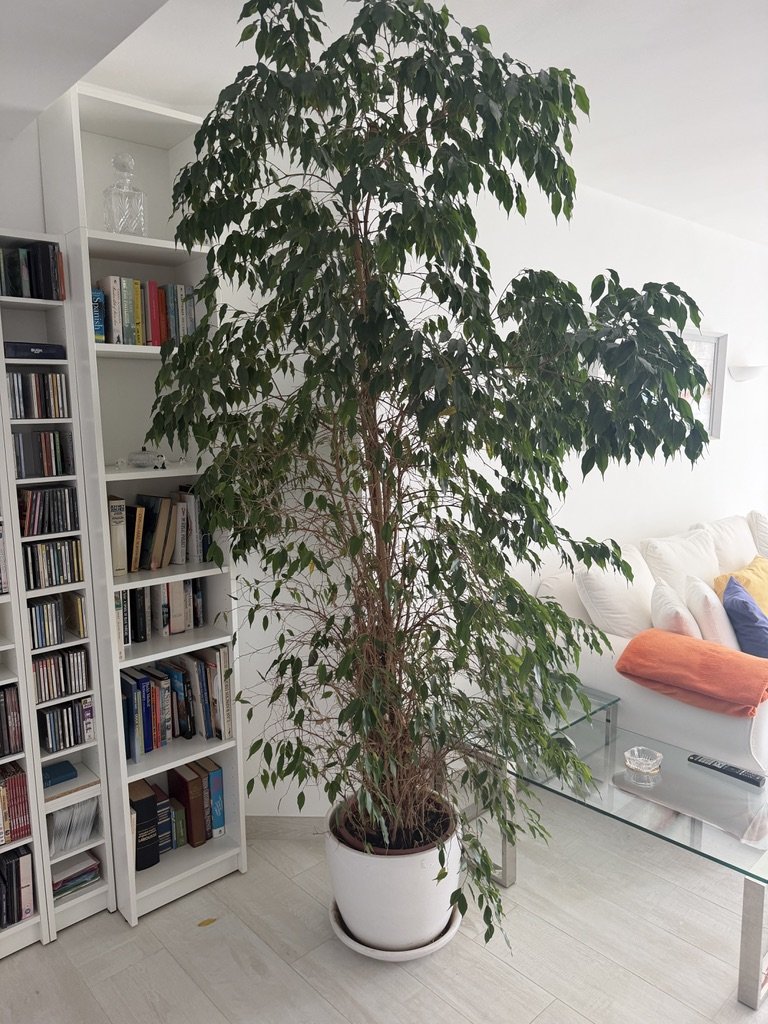 Ficus Benjamin, knapp 250 Hoch