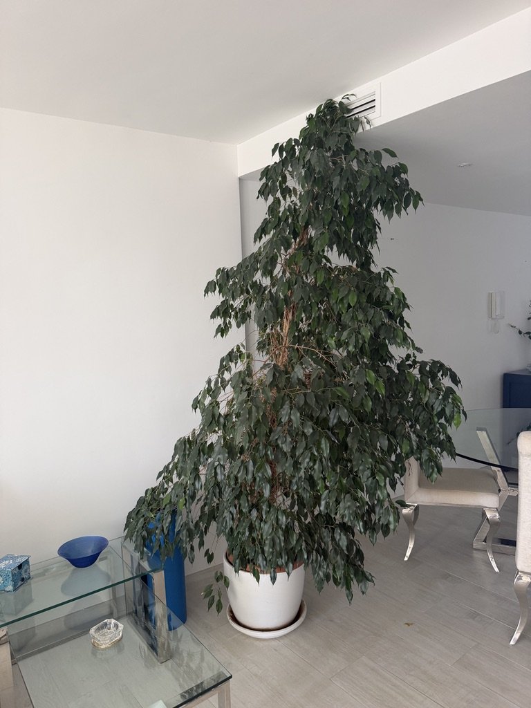 Ficus Benjamin, knapp 255 Hoch