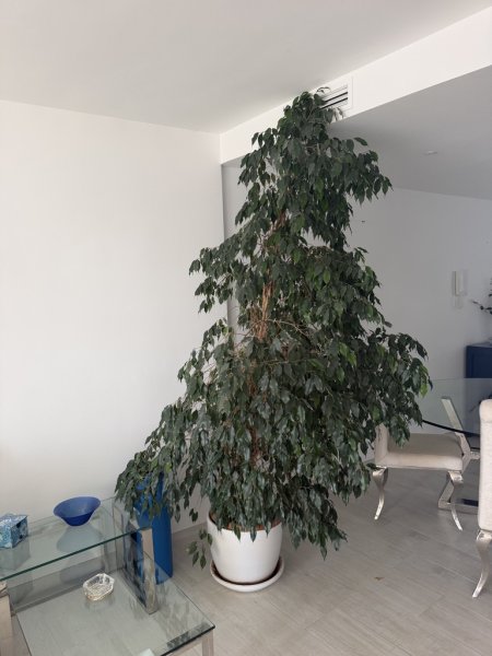 Ficus Benjamin, knapp 255 Hoch