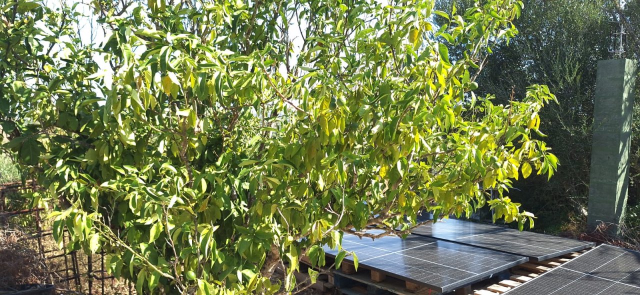 Finca en Felanitx