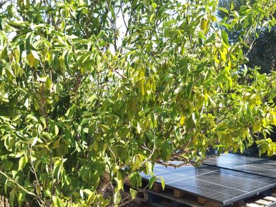Finca in Felanitx