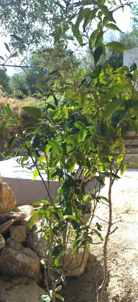 Finca in Felanitx