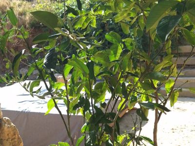 Finca in Felanitx