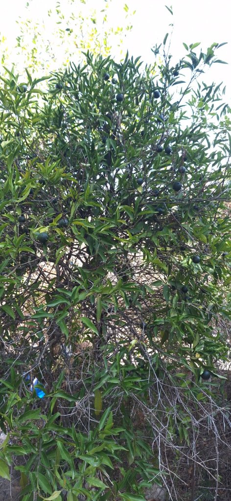 Finca in Felanitx
