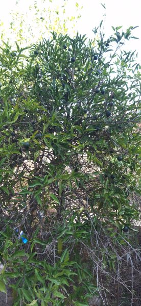 Finca in Felanitx