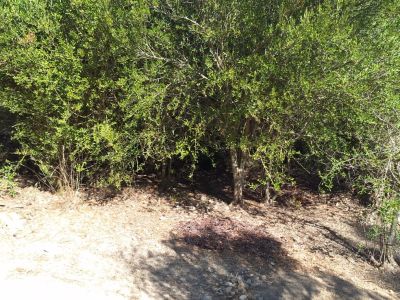 Finca in Felanitx