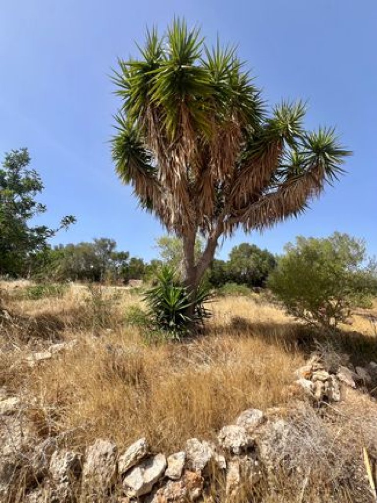 Finca mit viel Grund - nähe Palma !