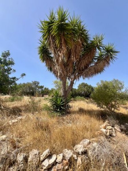 Finca mit viel Grund - nähe Palma !