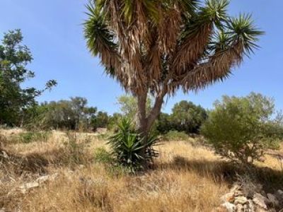 Finca mit viel Grund - nähe Palma !