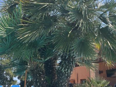 Finca und Ferienwohnung Vermietung