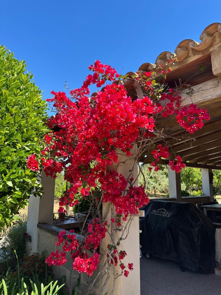 Finca Zona Llucmajor/Campos