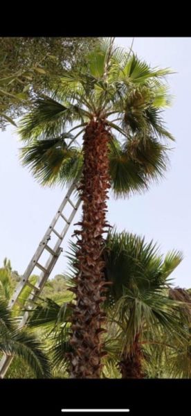 Fincaservice, Pool & Gartenpflege, Renovierungen.