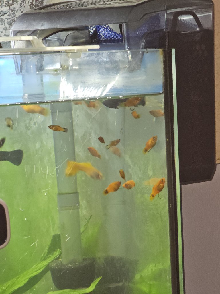 Fische Black Molly und Platy Nachwuchs