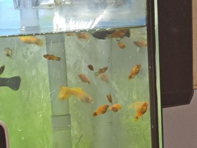 Fische Black Molly und Platy Nachwuchs