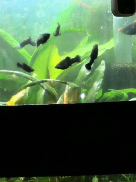 Fische Black Molly und Platy Nachwuchs