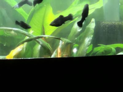 Fische Black Molly und Platy Nachwuchs