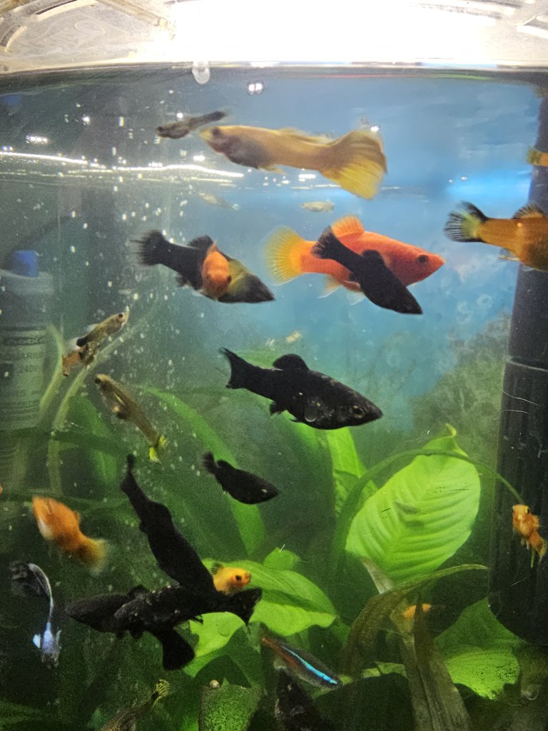 Fische Black Molly und Platy Nachwuchs