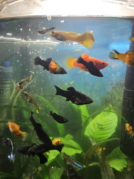 Fische Black Molly und Platy Nachwuchs
