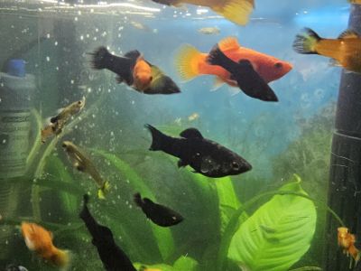Fische Black Molly und Platy Nachwuchs