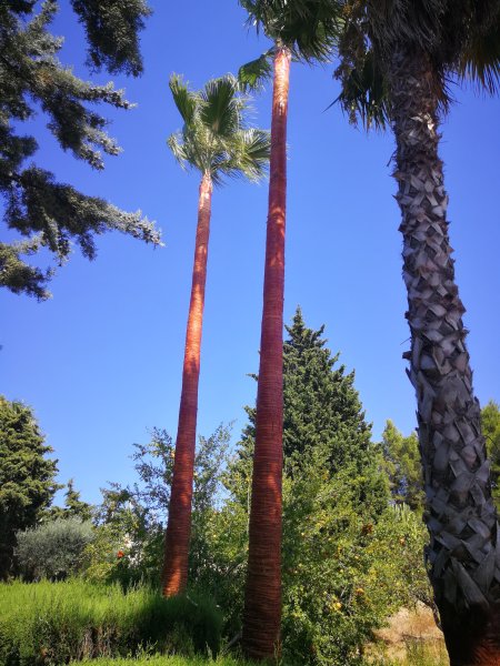 Gardener and Pruner