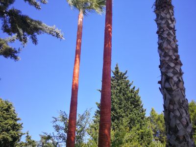 Gardener and Pruner