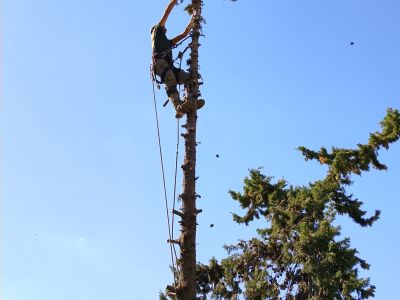 Gartenbau & Steinarbeiten & Maurerarbeiten in Mallorca