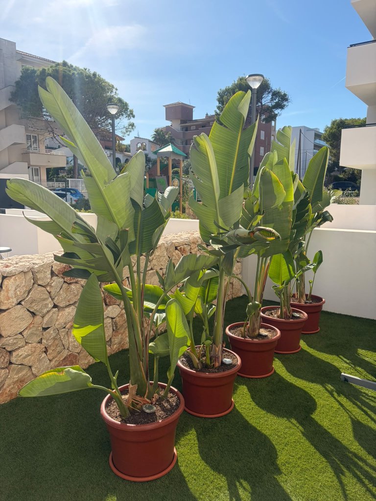 Gartenpflanzen Palmen Strelitzien