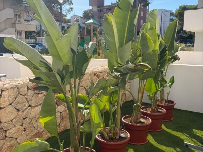 Gartenpflanzen Palmen Strelitzien