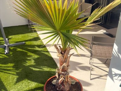 Gartenpflanzen Palmen Strelitzien