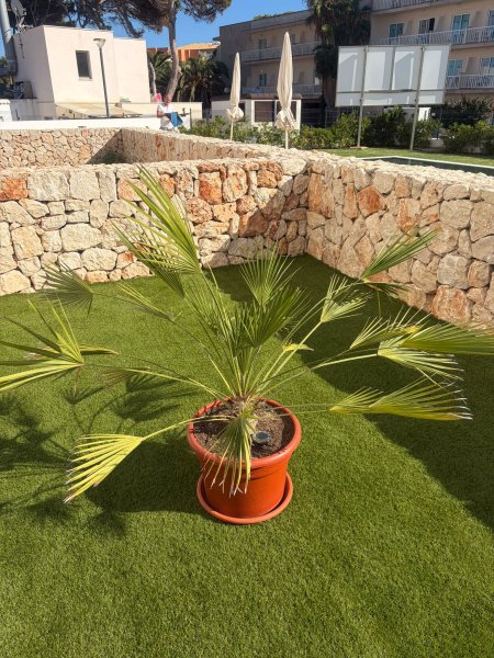 Gartenpflanzen Palmen Strelitzien
