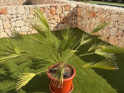 Gartenpflanzen Palmen Strelitzien