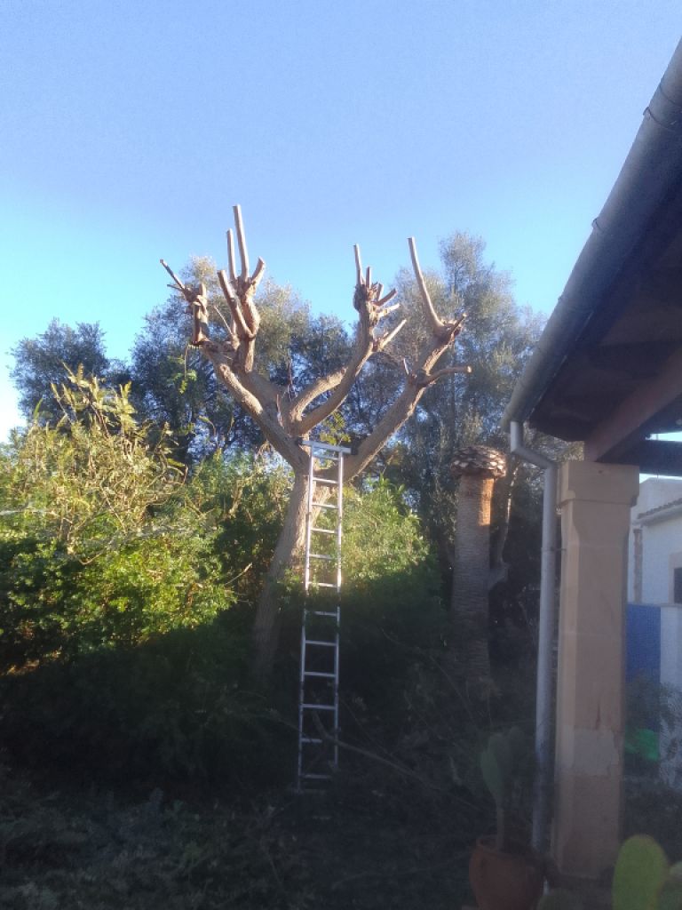 Gardening, Pool Maintenance and Home