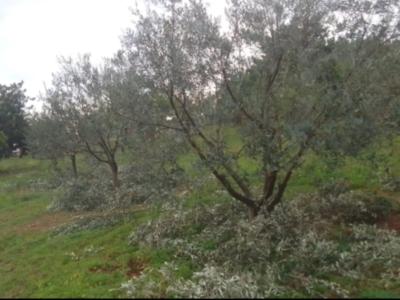 Gartenpflege, Poolwartung und Haushalt