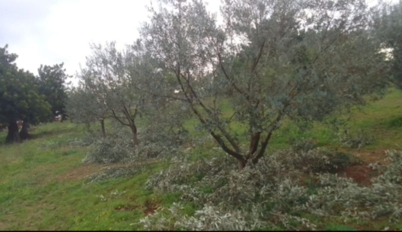 Olive tree pruner