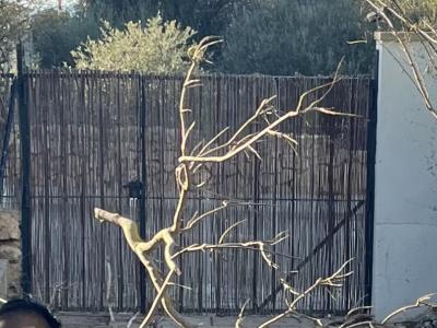 Garden gate, 2-leaf, solid iron!