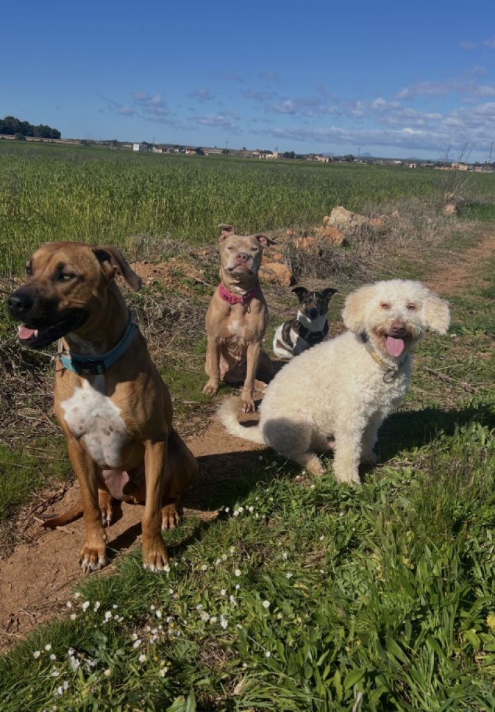 Gassigehen für Hunde (Campos)