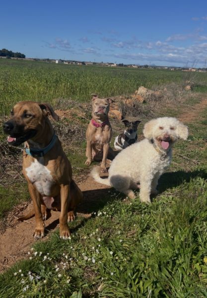 Dog walking (Campos)