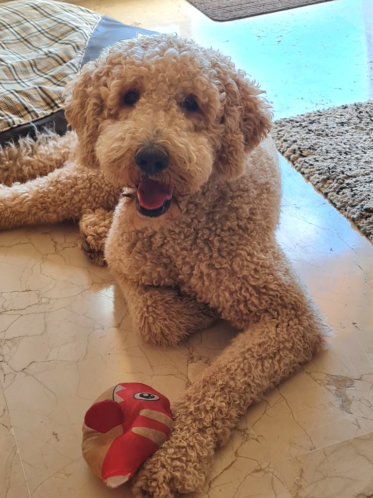 Geboten wird eine liebevolle und kompetente Hundebetreuung (Dog- Sitting) im privaten Haushalt,