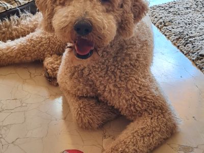 Geboten wird eine liebevolle und kompetente Hundebetreuung (Dog- Sitting) im privaten Haushalt,