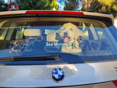 Geboten wird eine liebevolle und kompetente Hundebetreuung (Dog- Sitting) im privaten Haushalt,