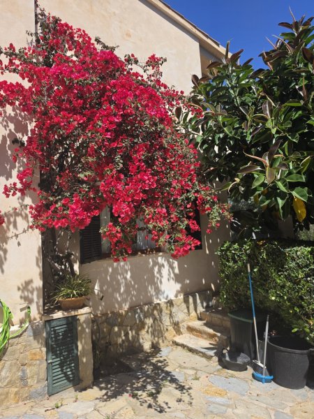 GERÄUMIGE WOHNUNG ZUR TEMPORÄREN MIETE IN CALA BLAVA