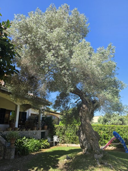 GERÄUMIGE WOHNUNG ZUR TEMPORÄREN MIETE IN CALA BLAVA