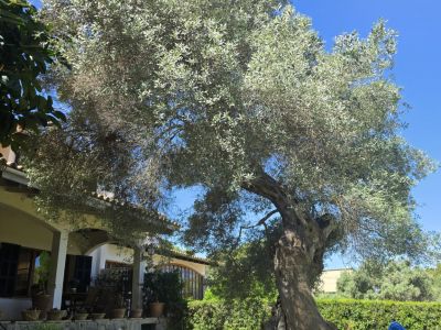 GERÄUMIGE WOHNUNG ZUR TEMPORÄREN MIETE IN CALA BLAVA