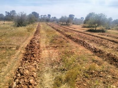 Gräben für Oliven-, Wein-, Obst-, Johannisbrot- und Mandelplantagen usw.