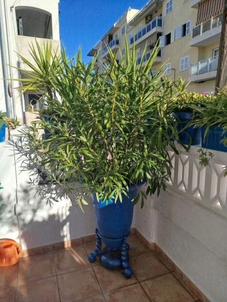 Large amphora planted with oleander and yucca palm