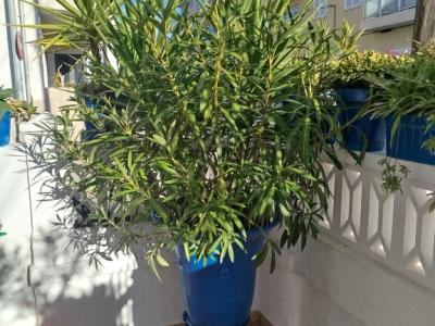 Large amphora planted with oleander and yucca palm