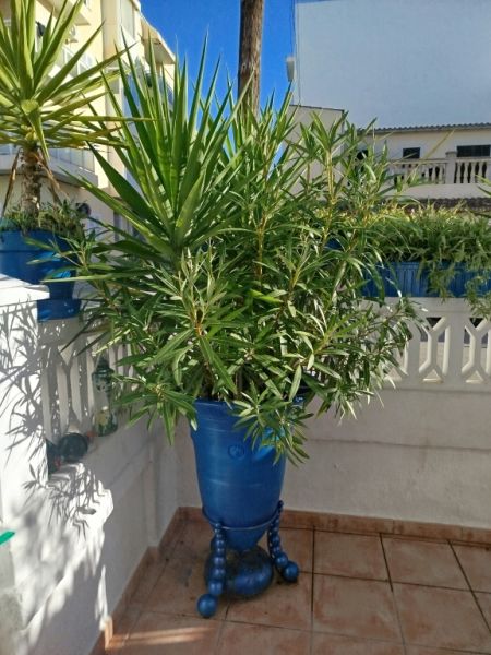 Large amphora planted with oleander and yucca palm