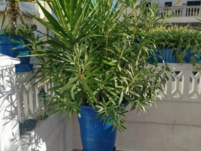 Large amphora planted with oleander and yucca palm